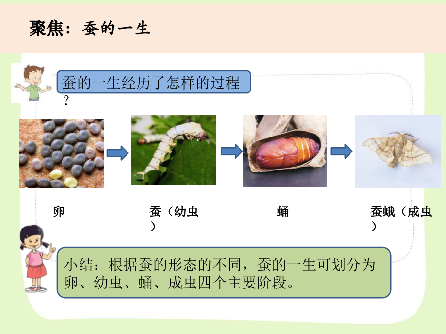 杭州市教科版三年级科学下册第二单元26蚕的一生教案课件zip