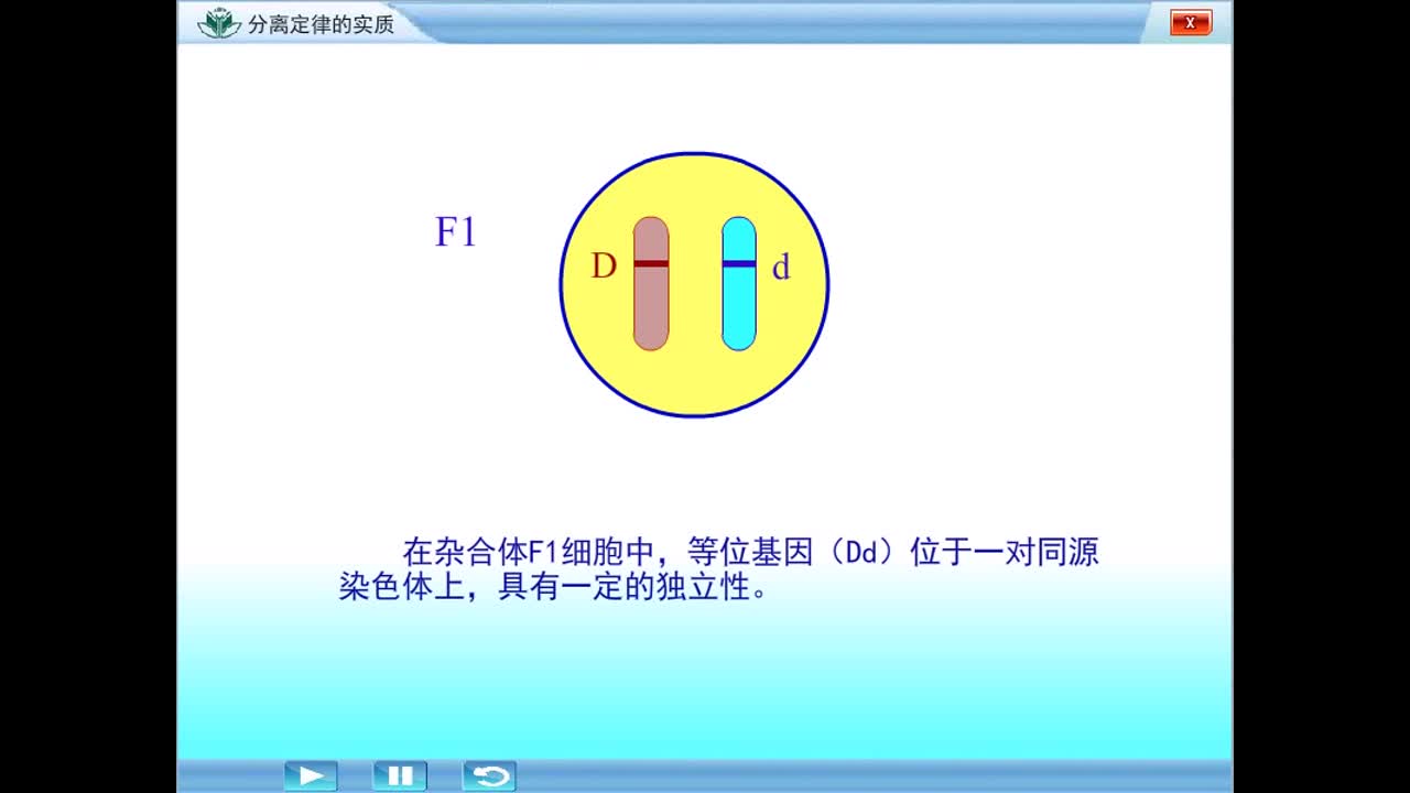 分离规律的实质（高三一轮复习系列2021版步步高生物《大一轮复习讲义》）.mp4