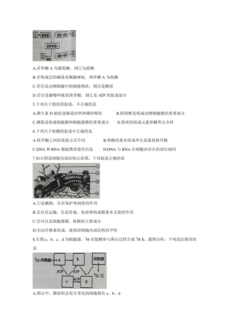 辽宁省丹东市2021届高三10月模拟考试 生物（含答案）.doc_第2页