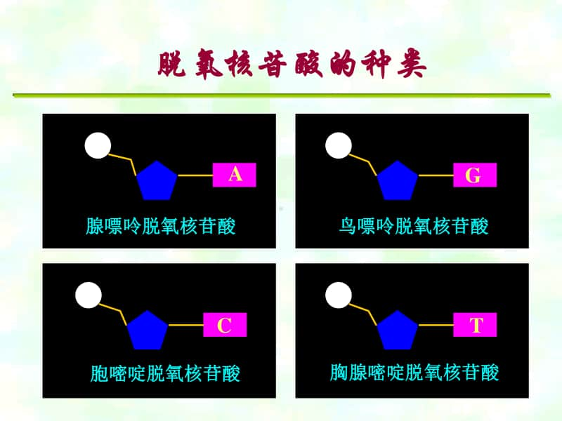 新人教版生物必修2（新教材）课件：3-2DNA的结构.ppt_第3页