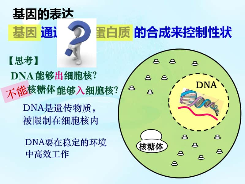 新人教版生物必修2（新教材）课件：4-1基因指导蛋白质的合成.ppt_第3页