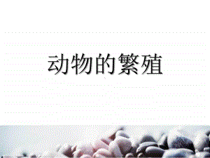 四年级科学《动物的繁殖》ppt课件.pptx