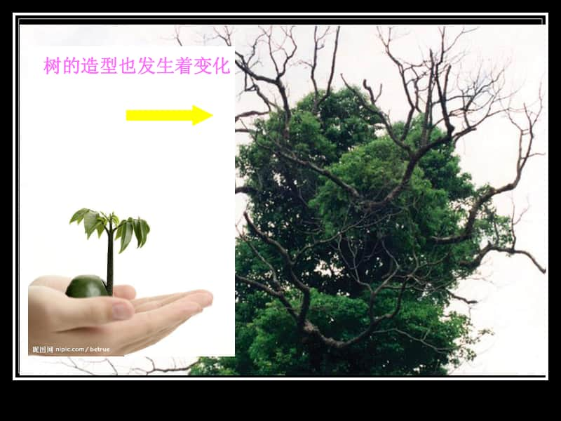 （精）浙美版四年级下册美术7 生长的植物 ppt课件 (1)（含教案）.ppt_第3页