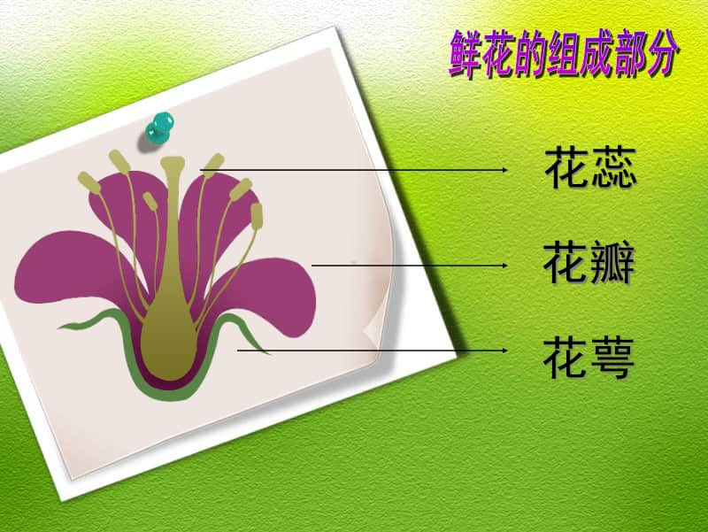 岭南版二年级下册美术《美丽的花园》ppt课件1（含教案+图片）.ppt_第2页