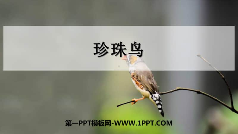 部编版五上语文6珍珠鸟.pptx_第1页