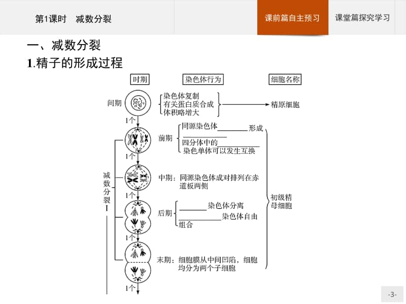 高中生物人教（2019）新教材必修2课件：第2章第1节第1课时　减数分裂.pptx_第3页