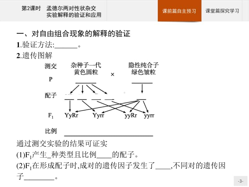 高中生物人教（2019）新教材必修2课件：第1章第2节第2课时　孟德尔两对性状杂交实验解释的验证和应用.pptx_第3页