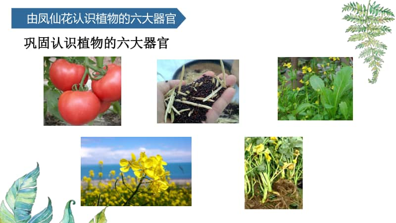 2020新青岛版（六三制）三年级上册科学5.植物的“身体”ppt课件（含教案）.ppt_第3页