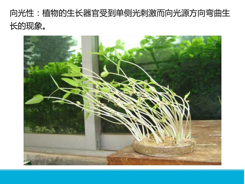 植物生长素的发现 课件 2021届高考一轮复习生物（19张ppt）.pptx_第2页