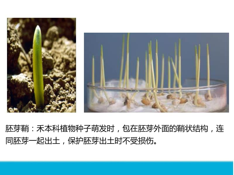 植物生长素的发现 课件 2021届高考一轮复习生物（19张ppt）.pptx_第3页