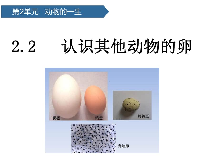 2020新教科版三年级下册科学2.2认识其他动物的卵 ppt课件.pptx_第1页