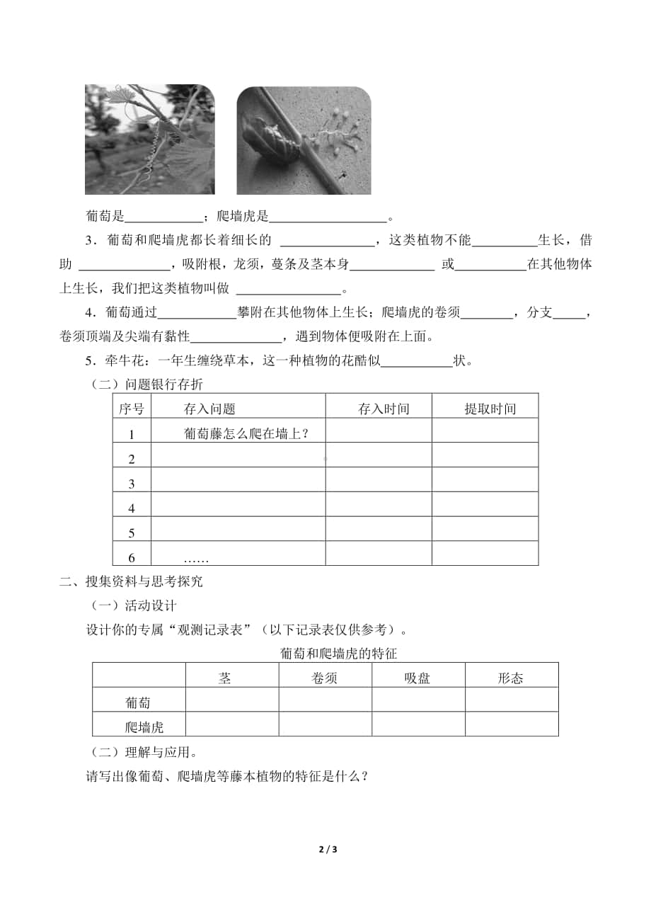 2020新粤教版四年级下册《科学》4.葡萄和爬墙虎导学案（无答案）.docx_第2页