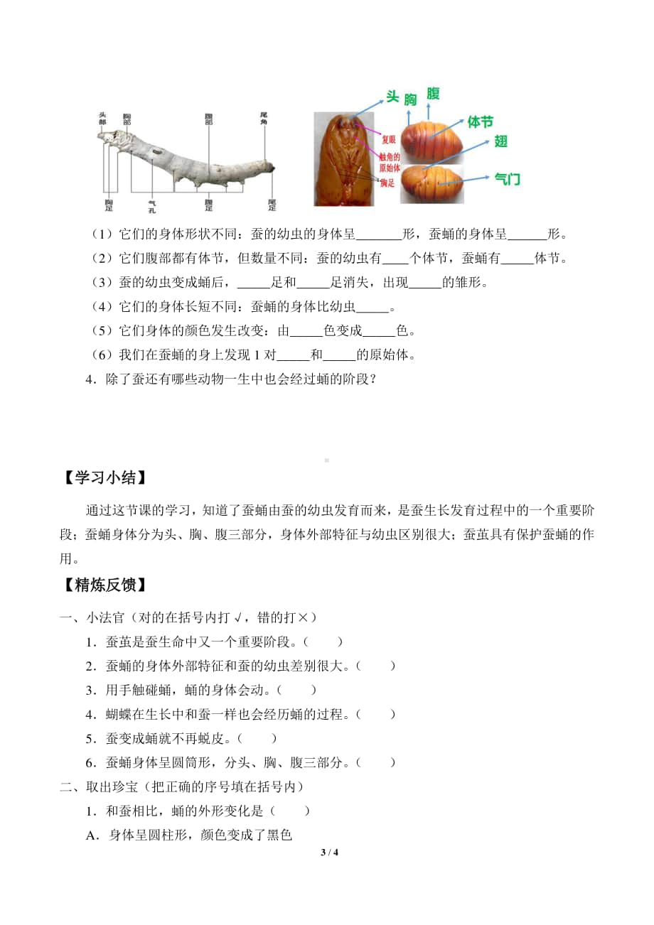 2020新教科版三年级下册科学2.4蚕变了新模样 导学案（无答案）.docx_第3页