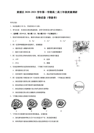 上海市黄浦区2020-2021学年第一学期高二高三年级质量调研生物试卷（等级考）（有答案）.pdf