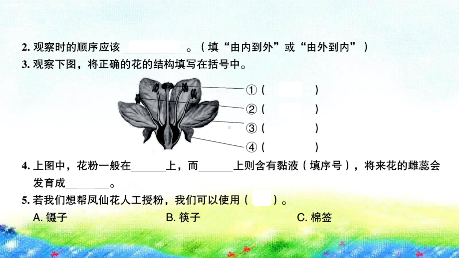 2020新教科版四年级下册科学第5课时 凤仙花开花了ppt课件（图片版）.ppt_第3页