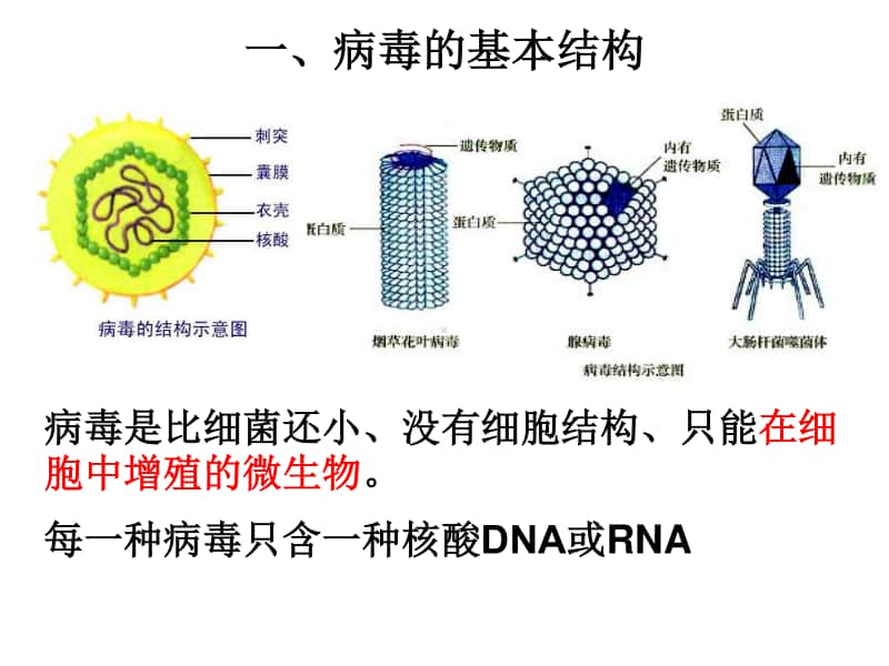 病毒 课件 （10张ppt） 2021届高三高考生物一轮复习.ppt_第1页