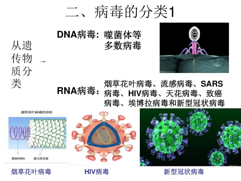 病毒 课件 （10张ppt） 2021届高三高考生物一轮复习.ppt_第2页