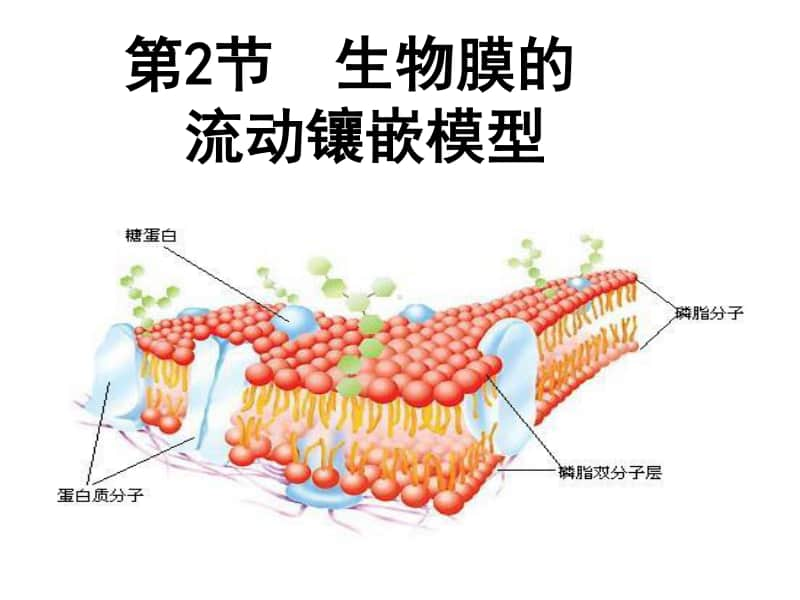 生物膜 课件（29张ppt）2021届高三高考生物一轮复习.ppt_第1页