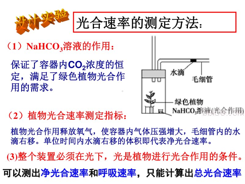 光合作用4 课件（19张ppt）2021届高三高考生物一轮复习.ppt_第1页