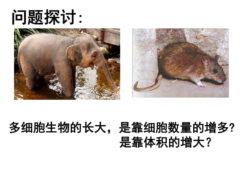 高中生物课件 细胞增殖.ppt_第2页