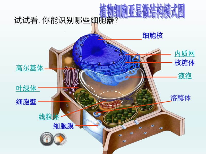 细胞器1 课件（27张ppt）2021届高三高考生物一轮复习.ppt_第2页