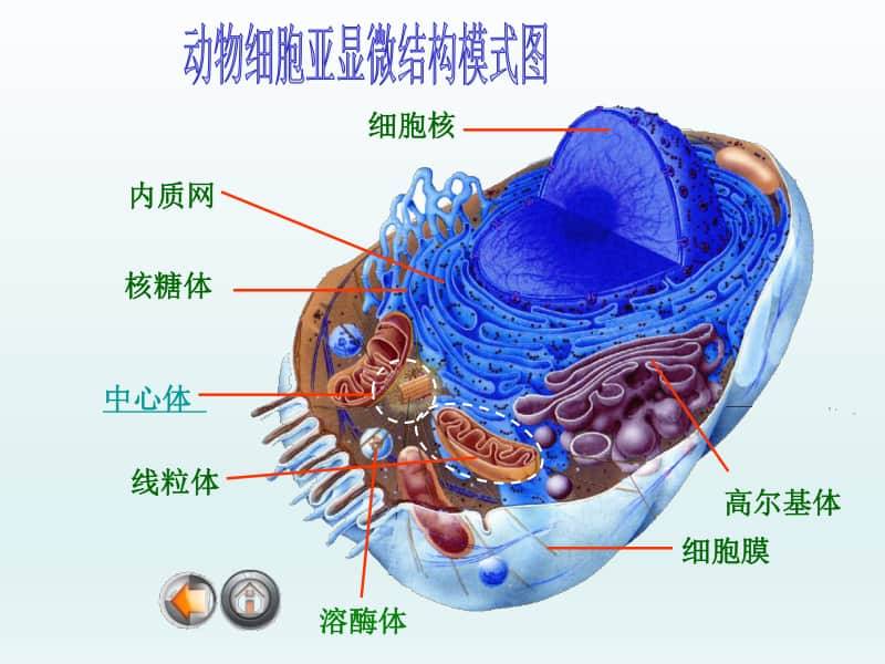 细胞器1 课件（27张ppt）2021届高三高考生物一轮复习.ppt_第3页