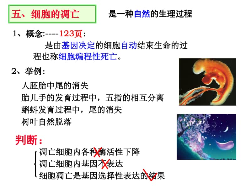 衰老凋亡癌变 课件（16张ppt）2021届高三高考生物一轮复习.ppt_第3页