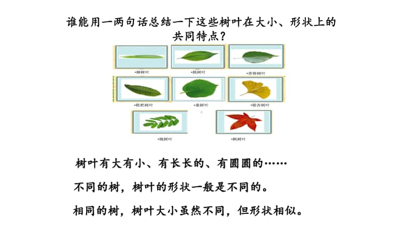 苏教版六上数学3-14树叶中的比.ppt_第3页