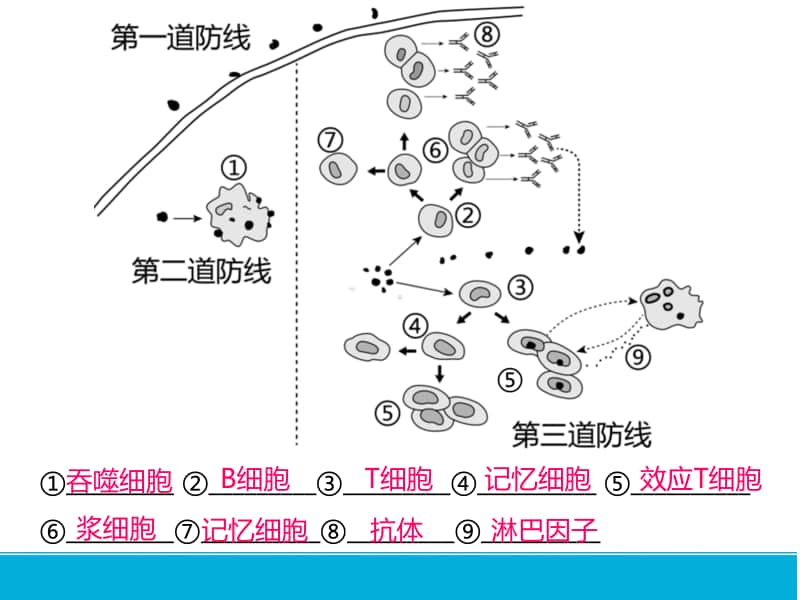 免疫功能异常与免疫学的应用 课件 2021届高考一轮复习生物（18张ppt）.pptx_第2页