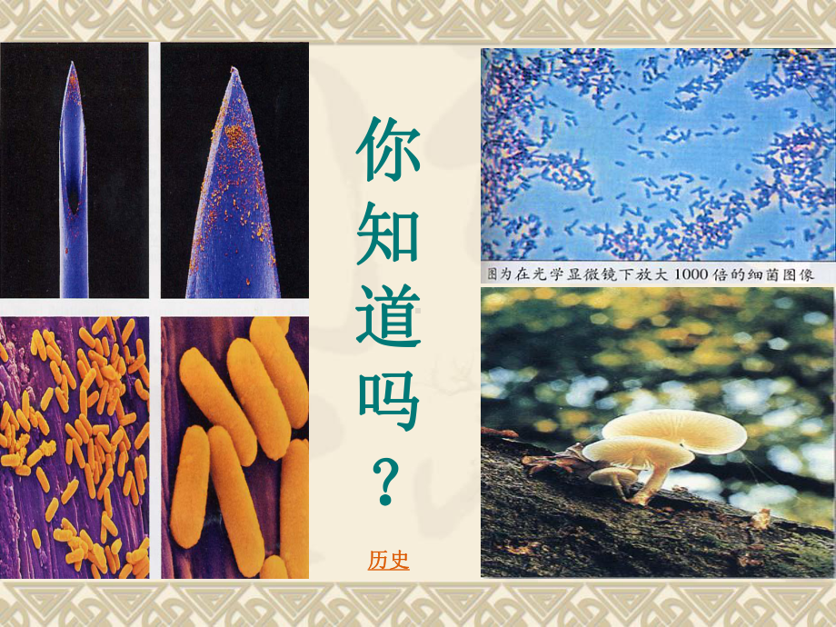 高中生物《微生物的类群》.ppt_第1页