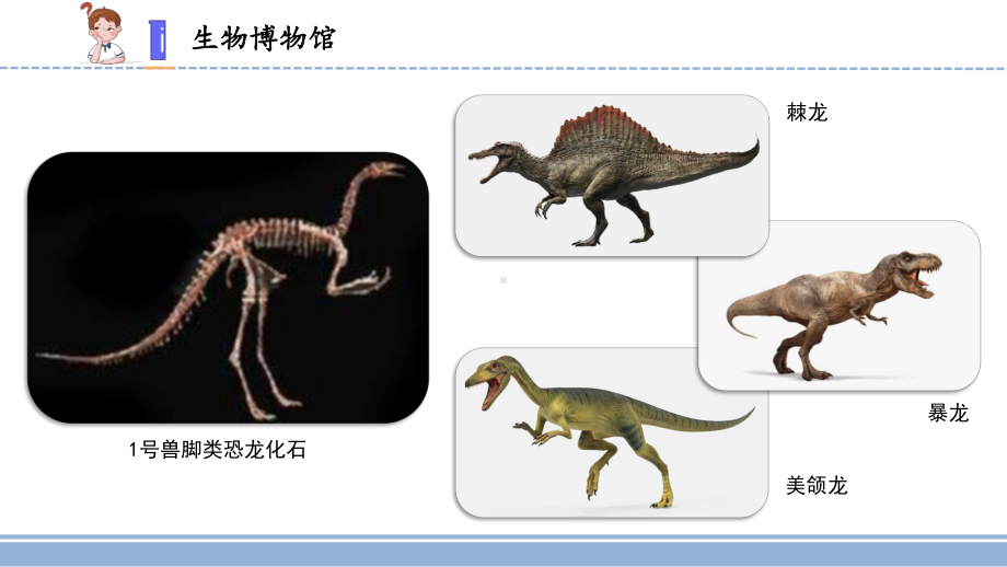 2021新苏教版六年级上册科学3.10.用化石做证据ppt课件.pptx_第3页