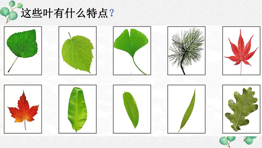 新教科版2021秋一年级科学上册1-3《观察叶》课件.pptx_第3页