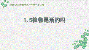 新教科版2021秋一年级科学上册1-5《植物是活的吗》课件 .pptx