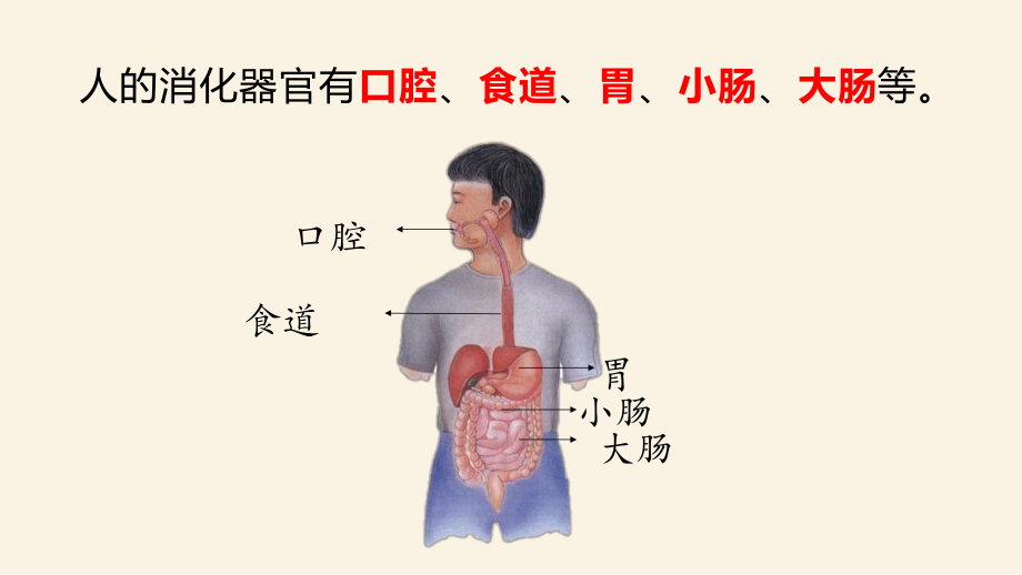 2021新青岛版（五四制）四年级上册科学14《食物到哪里去了》教学ppt课件.pptx_第3页