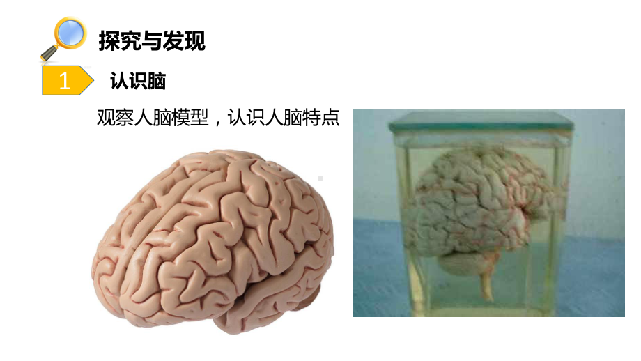 2021新冀教版五年级上册科学2.6 人体的司令部 ppt课件 (3).pptx_第3页