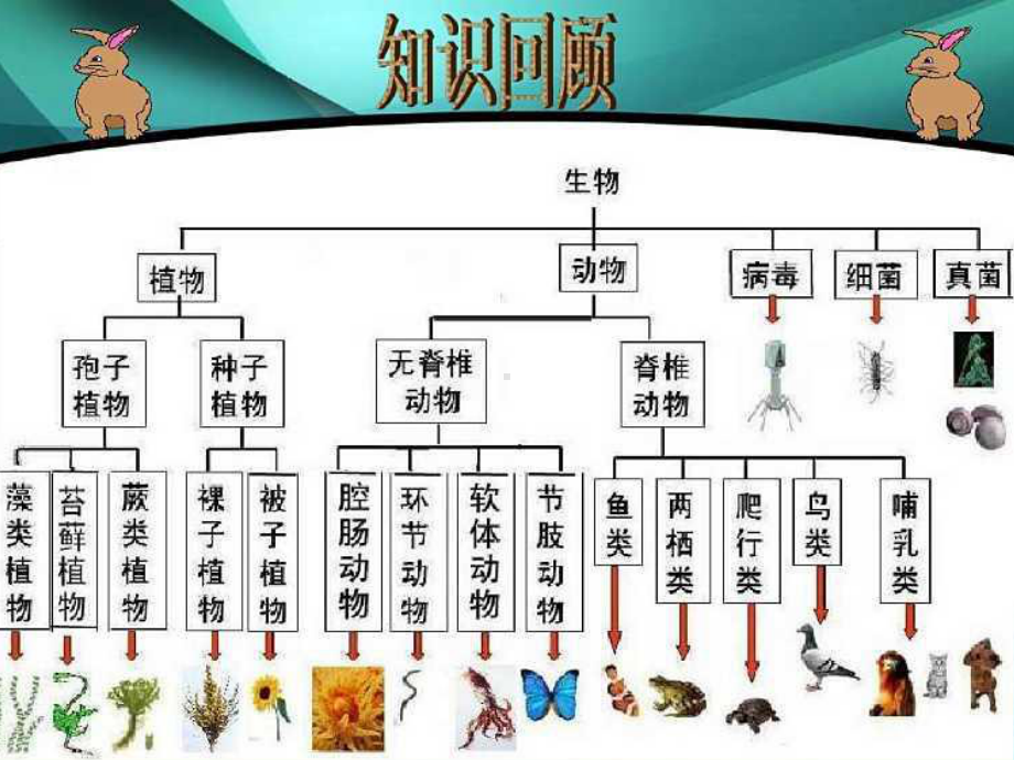 2022新教科版六年级下册科学2.7.《保护生物多样性》ppt课件.pptx_第3页