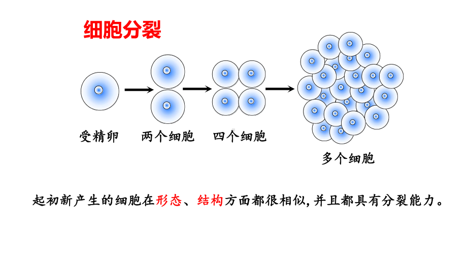 人教版生物七年级上册：2-2-2动物体的结构层次-课件.pptx_第3页