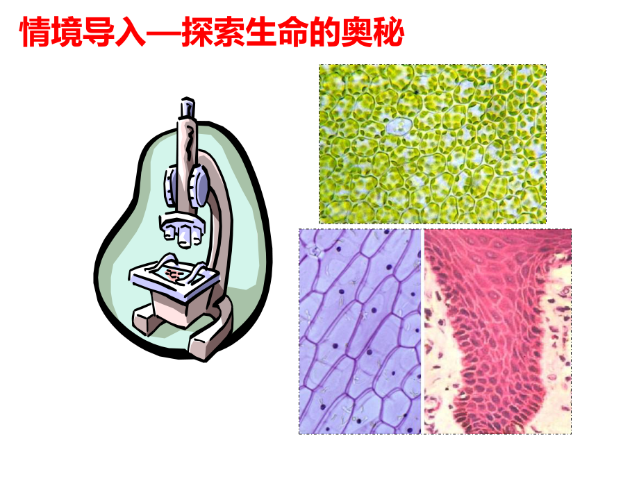 人教版生物七年级上册：2-1-1练习使用显微镜-课件.ppt_第2页