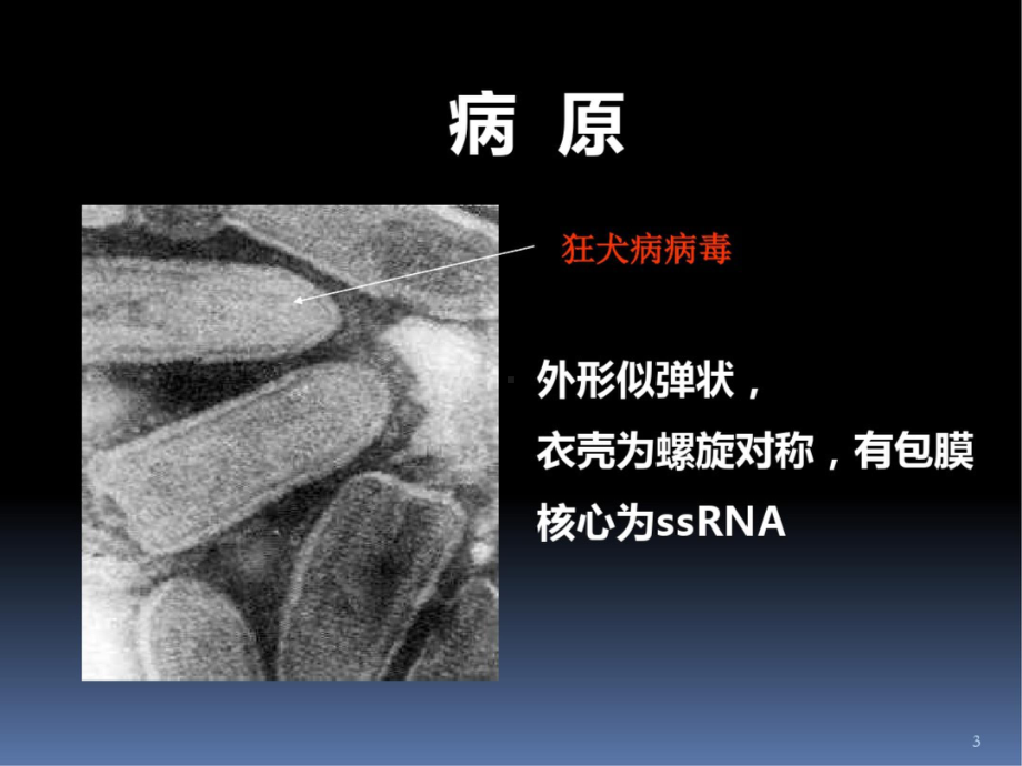 狂犬病的防治PPT课件.pptx_第3页