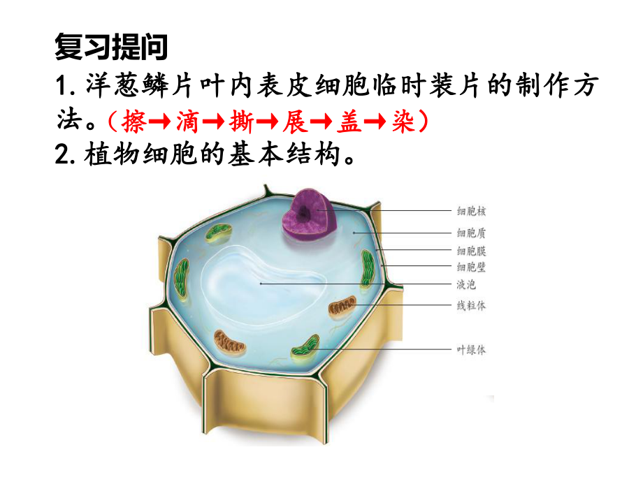 人教版生物七年级上册：2-1-3动物细胞-课件.ppt_第2页