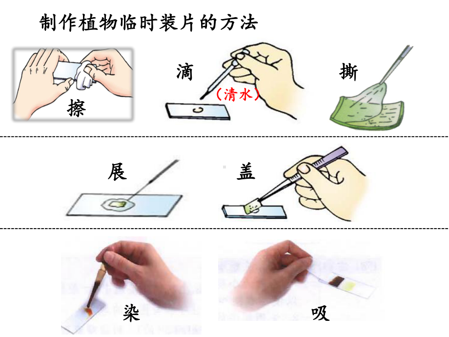 人教版生物七年级上册：2-1-3动物细胞-课件.ppt_第3页