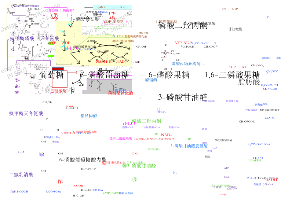 生物化学代谢图.doc_第1页