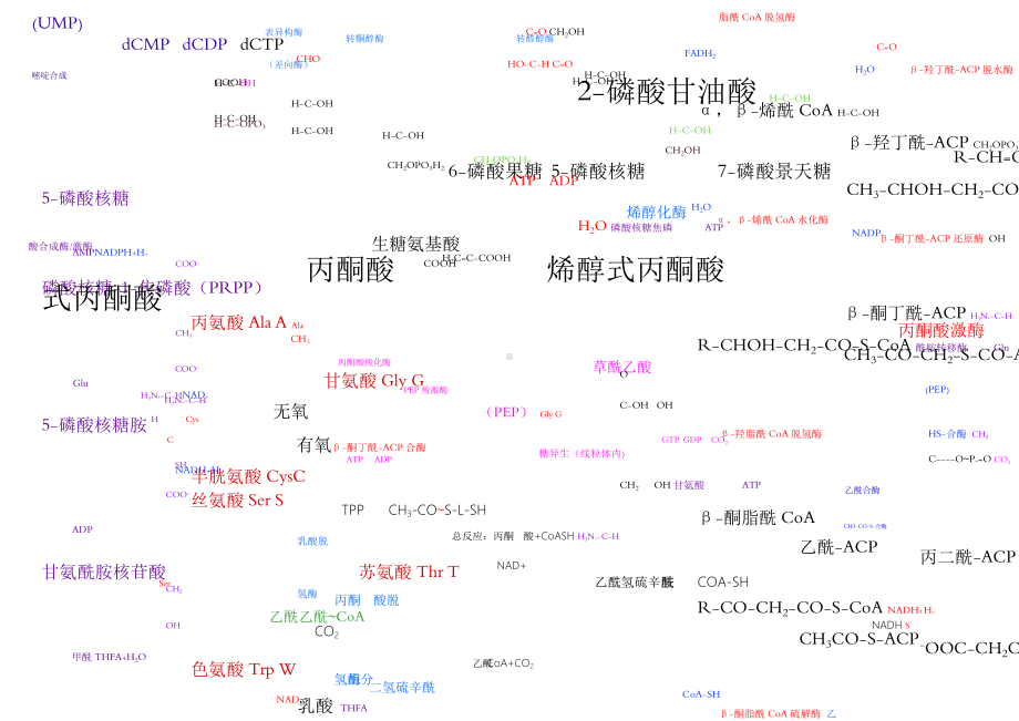 生物化学代谢图.doc_第3页