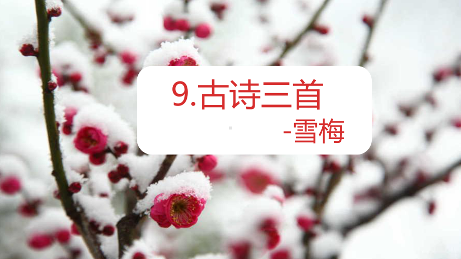 （班海精品）部编版语文四年级上册-9.古诗三首 雪梅（优质课件）.pptx_第1页