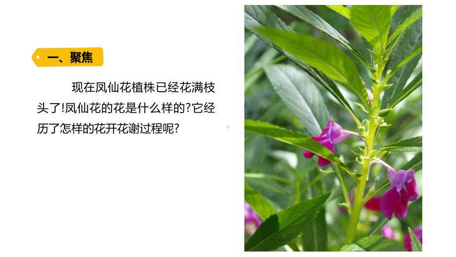 1-5《凤仙花开花了》ppt课件-2022新教科版四年级下册科学.pptx_第2页