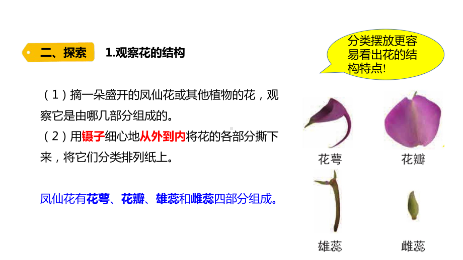 1-5《凤仙花开花了》ppt课件-2022新教科版四年级下册科学.pptx_第3页