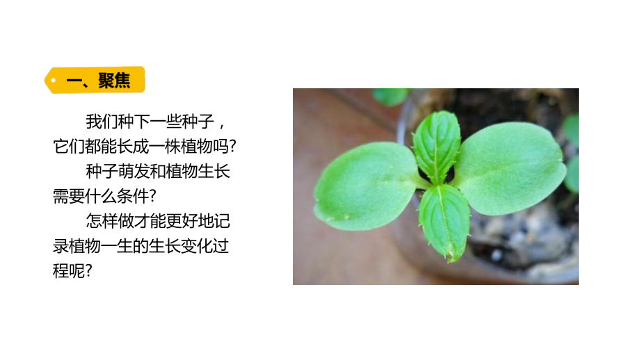 1-2《种植凤仙花》ppt课件-2022新教科版四年级下册科学.pptx_第2页