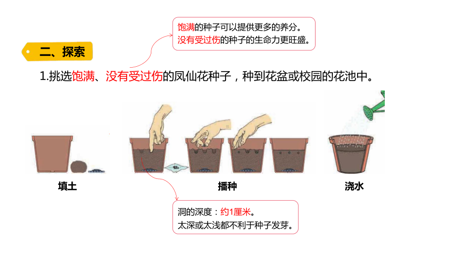 1-2《种植凤仙花》ppt课件-2022新教科版四年级下册科学.pptx_第3页