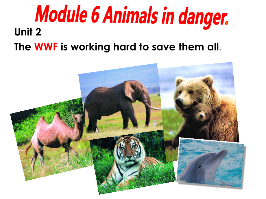 Module 6 Animals in danger-Unit 2 The WWF is working hard to save them all.-ppt课件-(含教案)-市级公开课-外研版八年级上册英语(编号：60004).zip