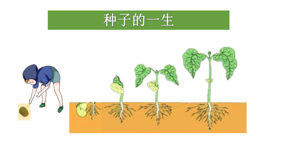 2021新教科版四年级下册科学1.1种子孕育着新生命 ppt课件.pptx_第2页